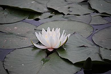 《以撒的结合：重生》合作模式DLC上线 免费领取